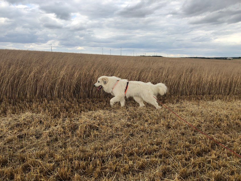Am großen gelben Grasfeld