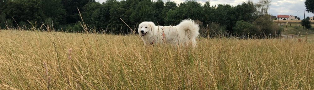 Die Bella im hohen Gras auf ihrer großen Feldwiese