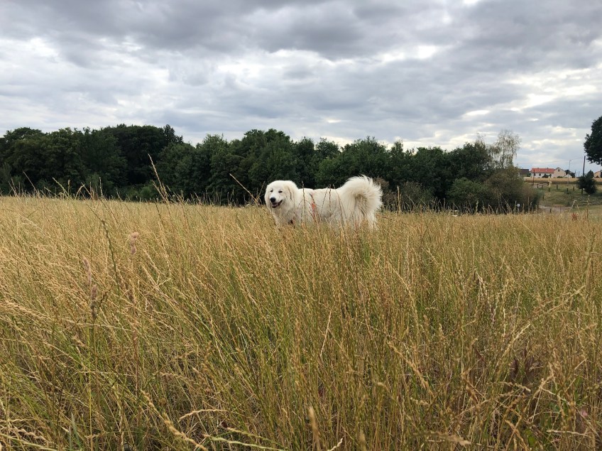 Die Bella im hohen Gras auf ihrer großen Feldwiese