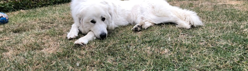 Na los, komm, spielen!