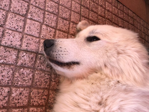 Auf meiner Terrasse vom großen Mensch das Pyribäuchlein kraulen lassen