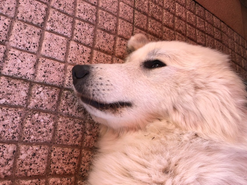 Auf meiner Terrasse vom großen Mensch das Pyribäuchlein kraulen lassen