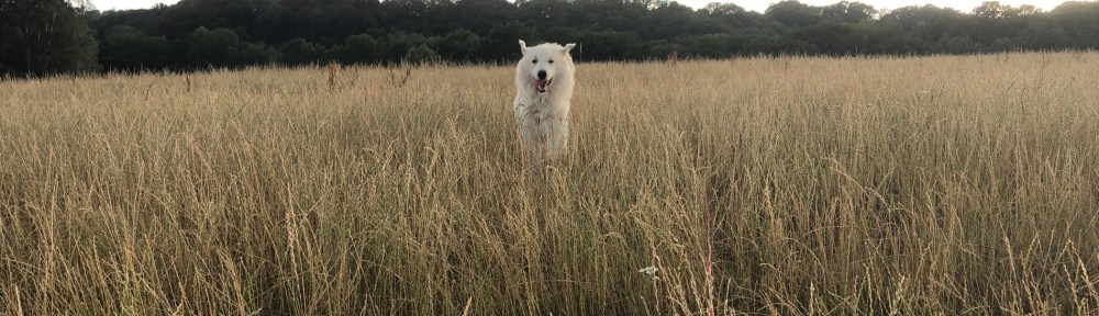 Beim Abendspaziergang über meine große Feldwiese flitzen