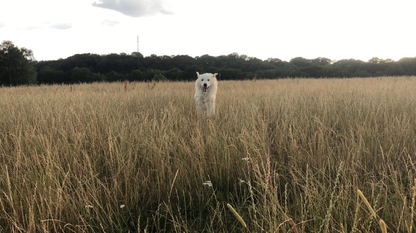 Beim Abendspaziergang über meine große Feldwiese flitzen