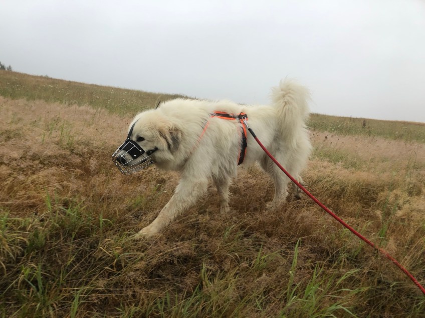 Sonntagmorgenspaziergang, die Bella mit ihrem Nasenzaun