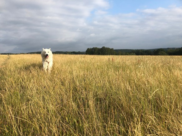 Juhu, auf meiner großen Feldwiese flitzen