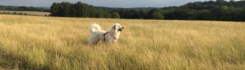 Die Bella beim Abendspaziergang auf ihrer großen Feldwiese