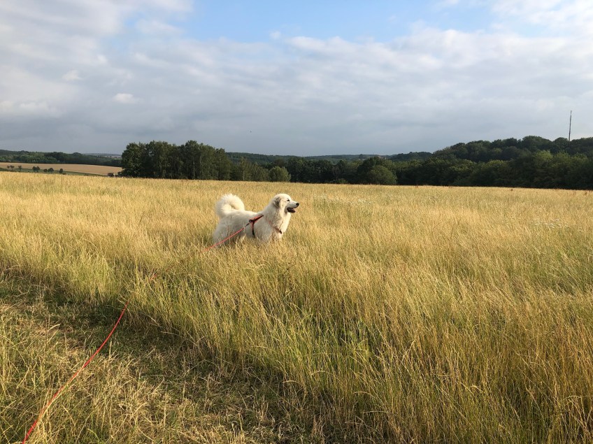 Die Bella beim Abendspaziergang auf ihrer großen Feldwiese