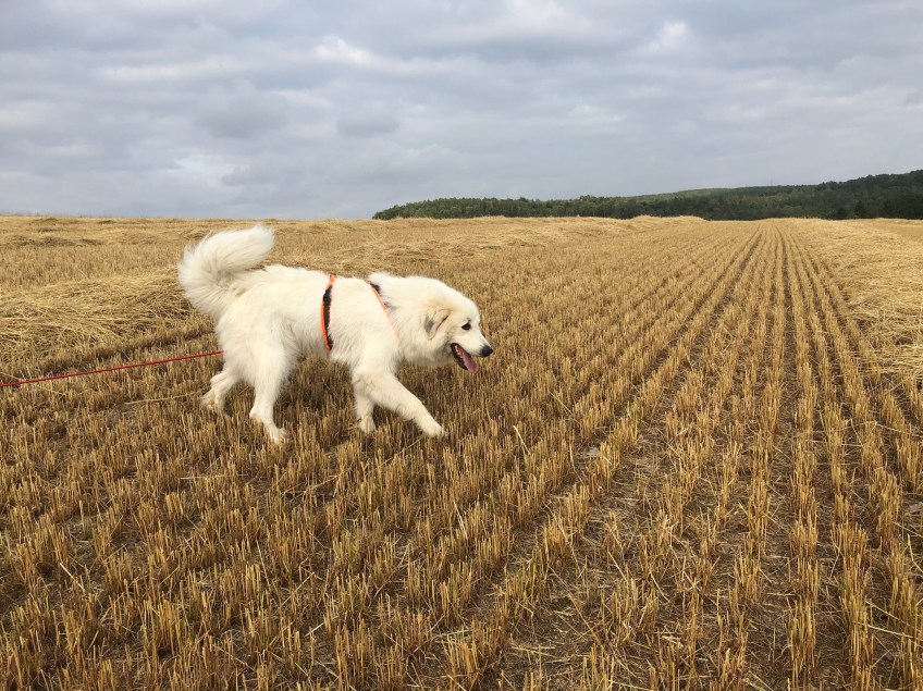 Die Bella schnuffelt über das große Feld