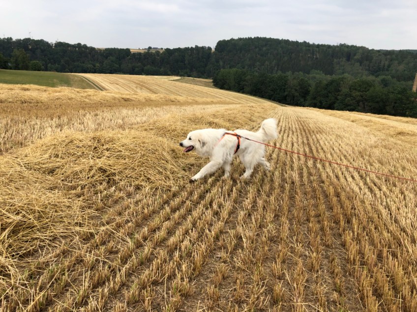 Abendspaziergang auf dem großen Feld an meiner großen Feldwiese