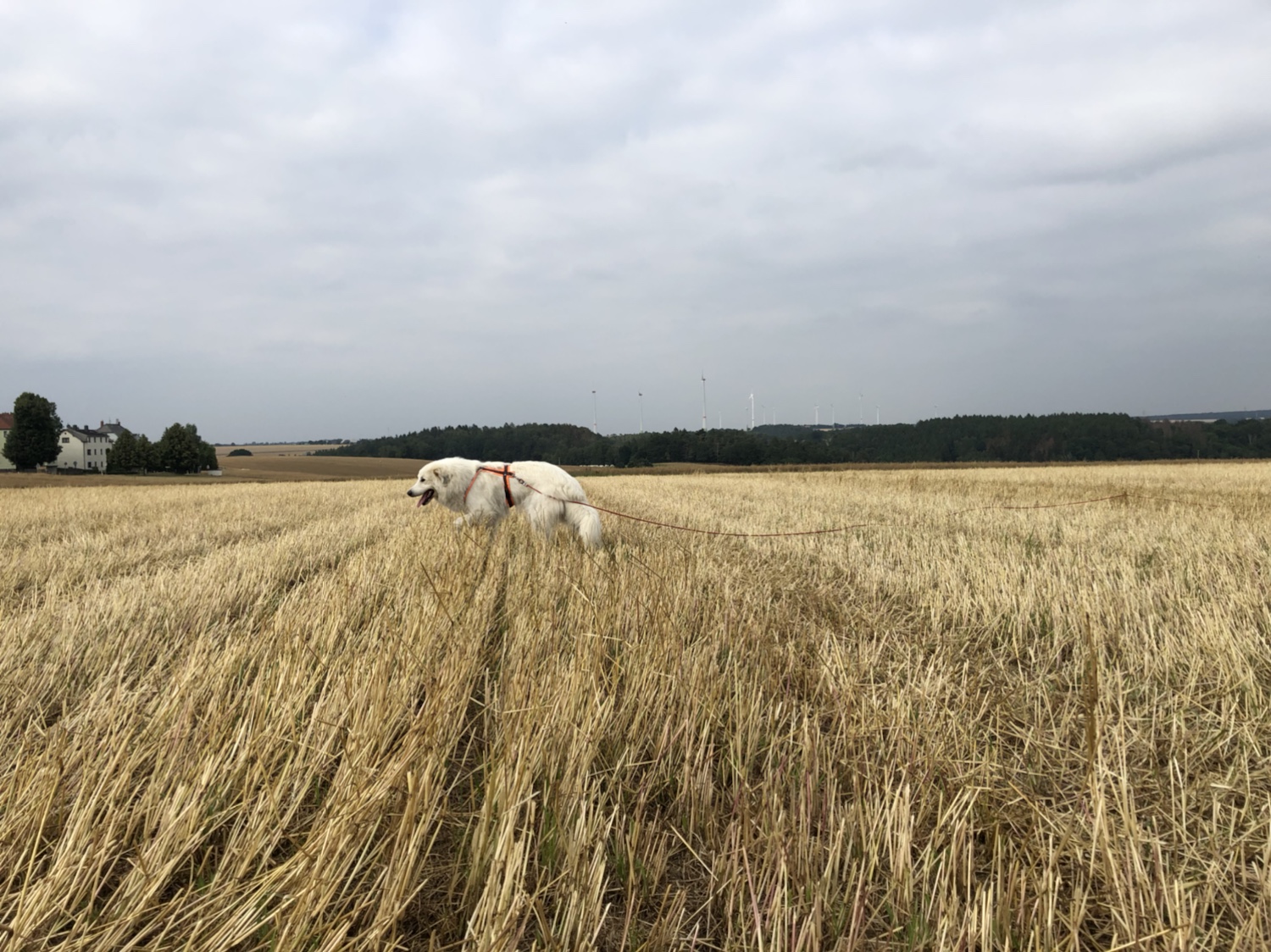 Auf dem Feld war die Bella noch nie. Da ist es auch schön.