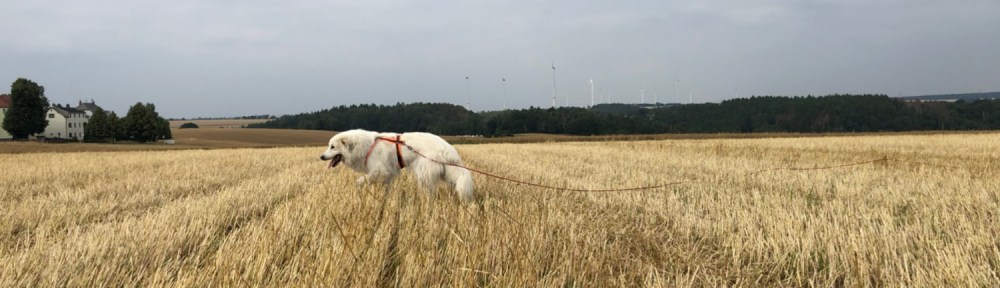 Auf dem Feld war die Bella noch nie. Da ist es auch schön.