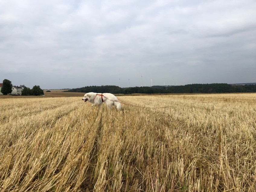 Auf dem Feld war die Bella noch nie. Da ist es auch schön.
