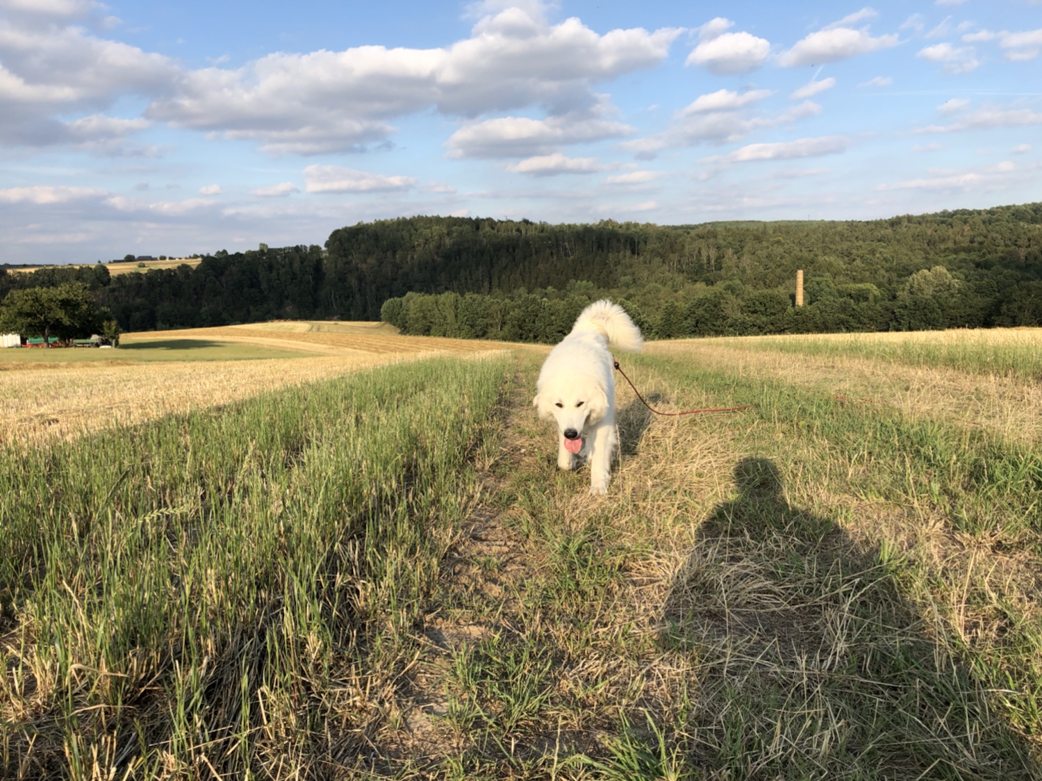 Die Bella auf dem Feld