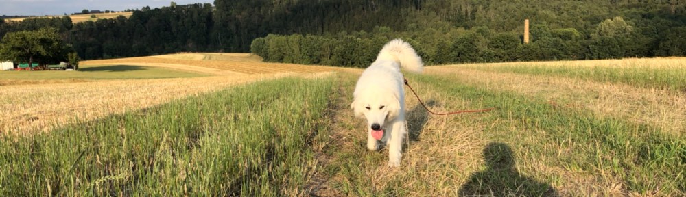 Die Bella auf dem Feld