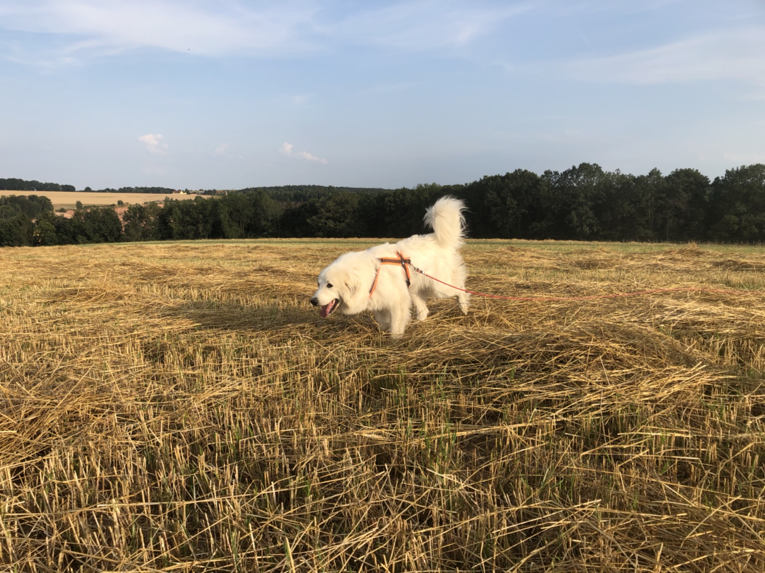 Die Bella auf dem großen Feld