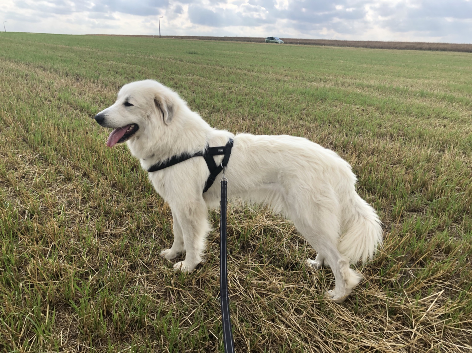 Da wird schon wieder alles grün. Hier können wir nicht mehr durchspazieren!