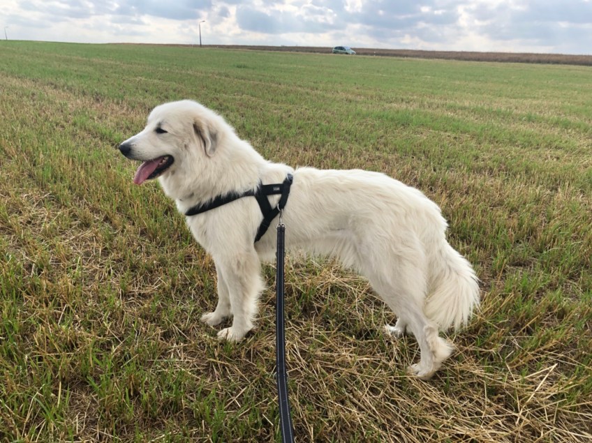 Da wird schon wieder alles grün. Hier können wir nicht mehr durchspazieren!