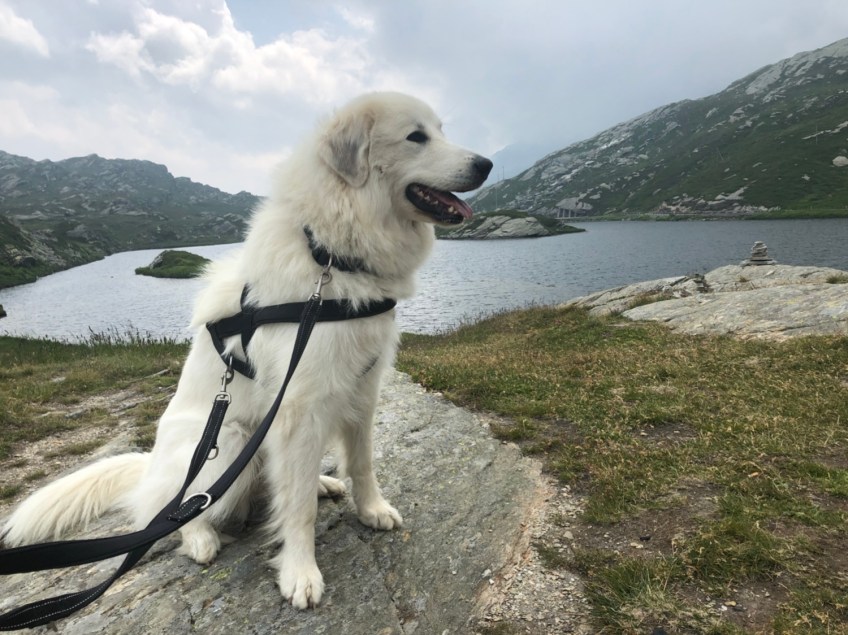 … beim Zwischenstop am See auf dem Heiligen Bernhard.