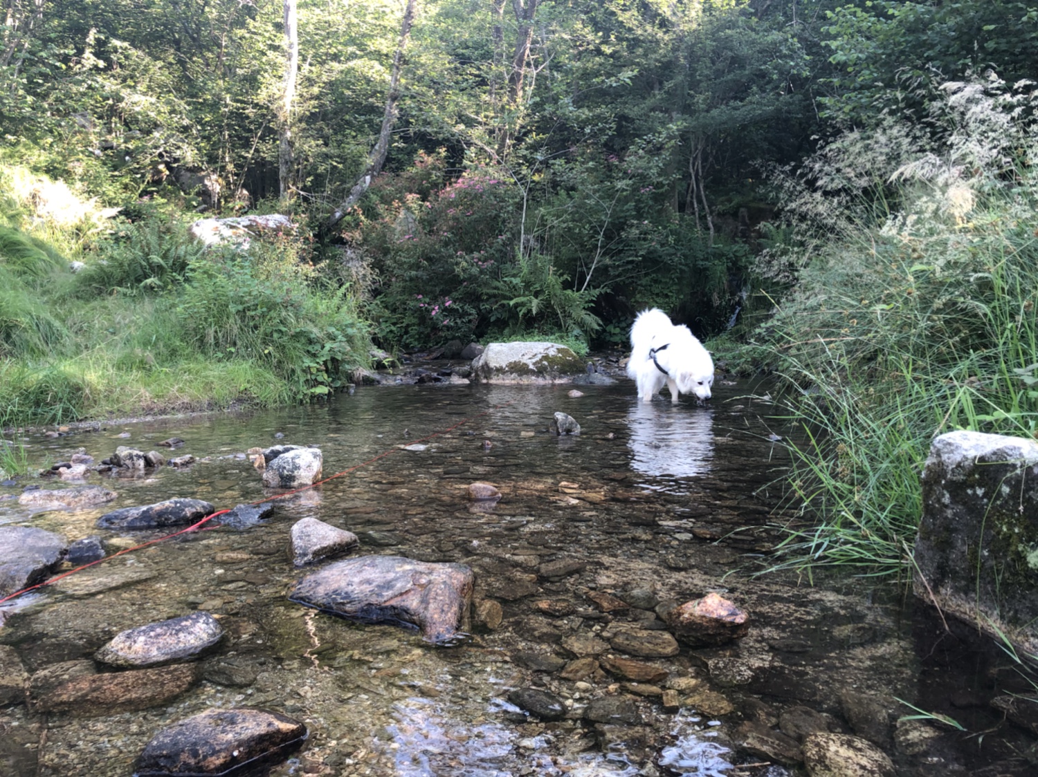 Bella im kleinen Bach