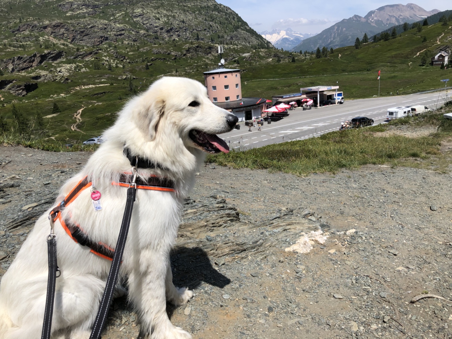 Die Bella auf dem Simplonpaß