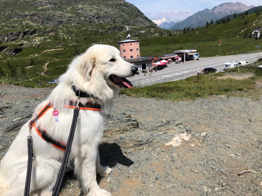 Die Bella auf dem Simplonpaß