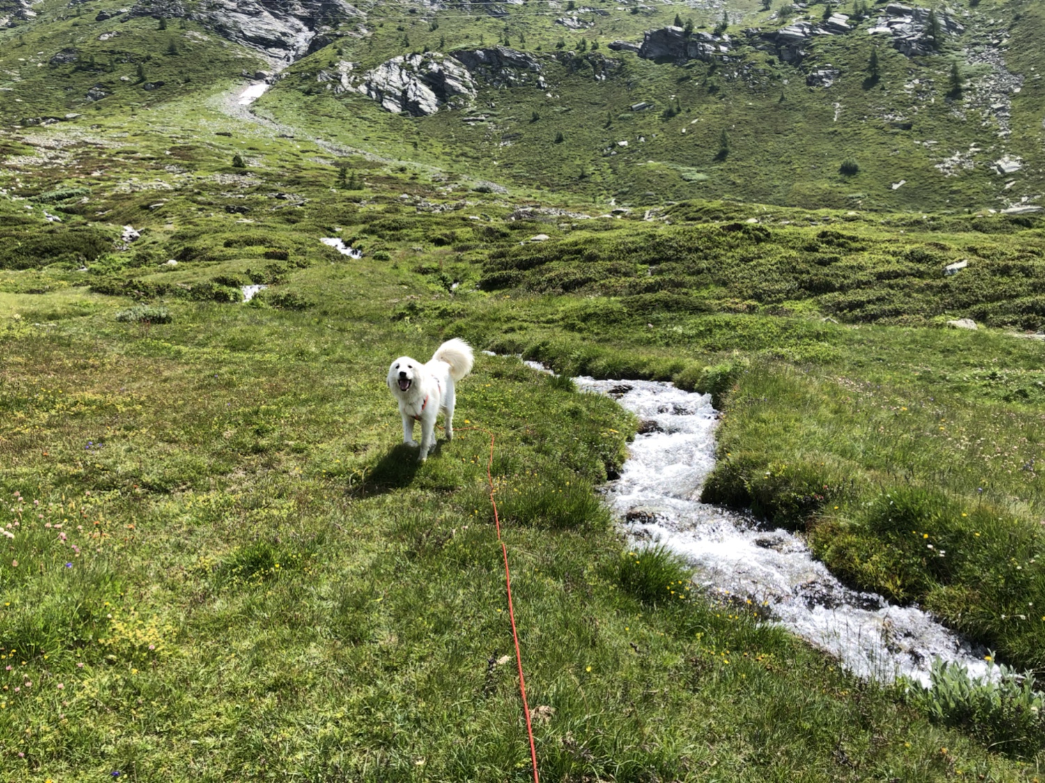Am wilden Bächlein über die bunte Bergwiese flitzen