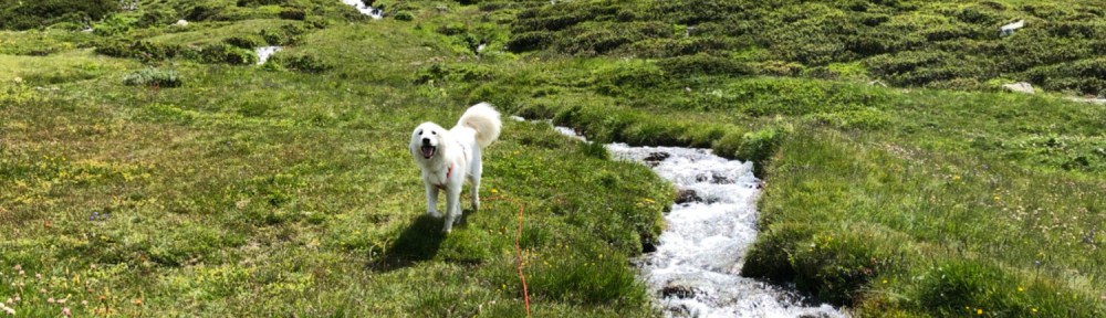 Am wilden Bächlein über die bunte Bergwiese flitzen
