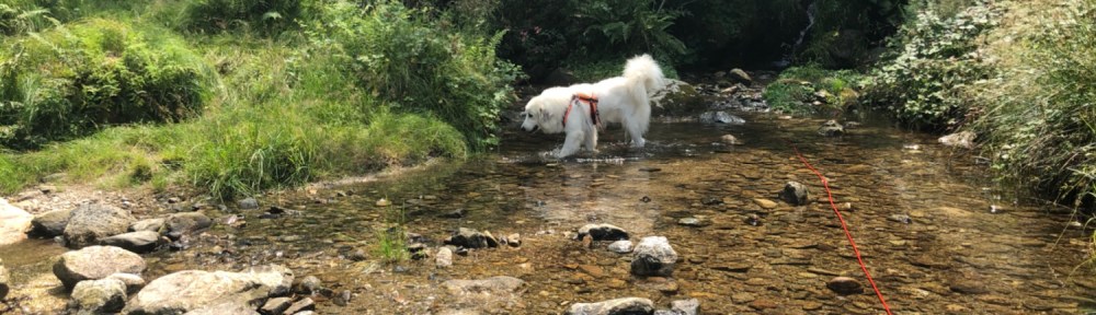 Die Bella am kleinen Bach