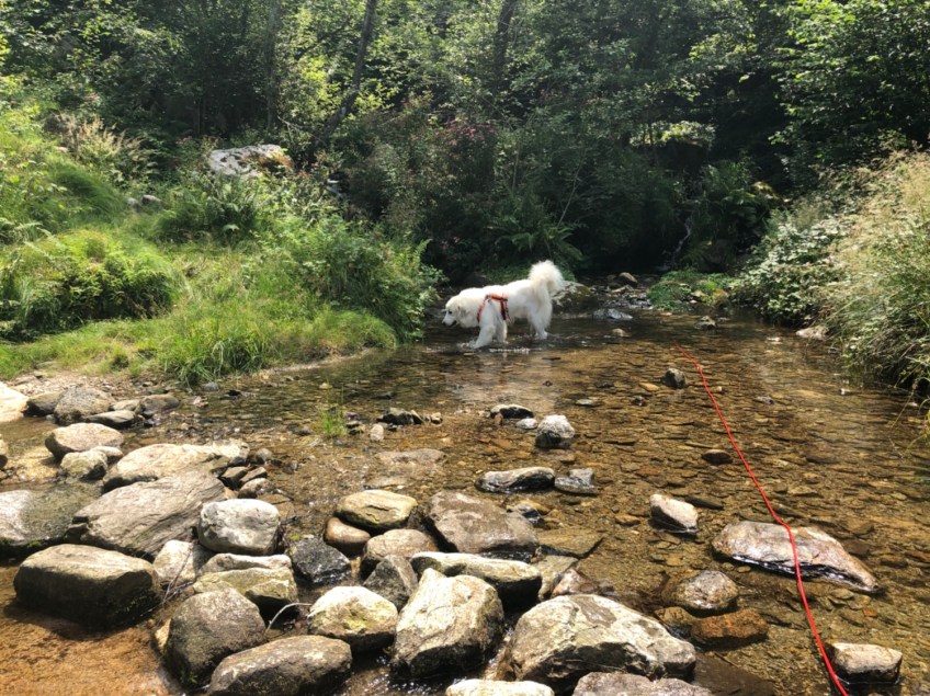 Die Bella am kleinen Bach