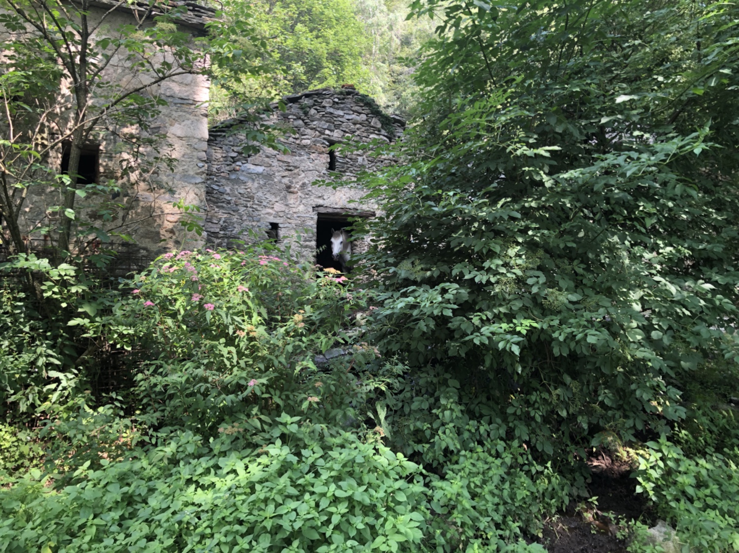 Pferde, mitten im Wald