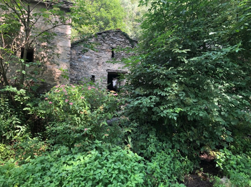 Pferde, mitten im Wald