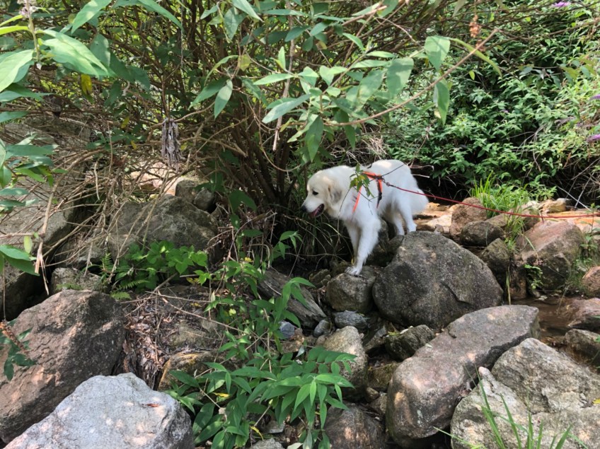 Ich bin eine Pyrenäenberghündin, ich kann klettern!