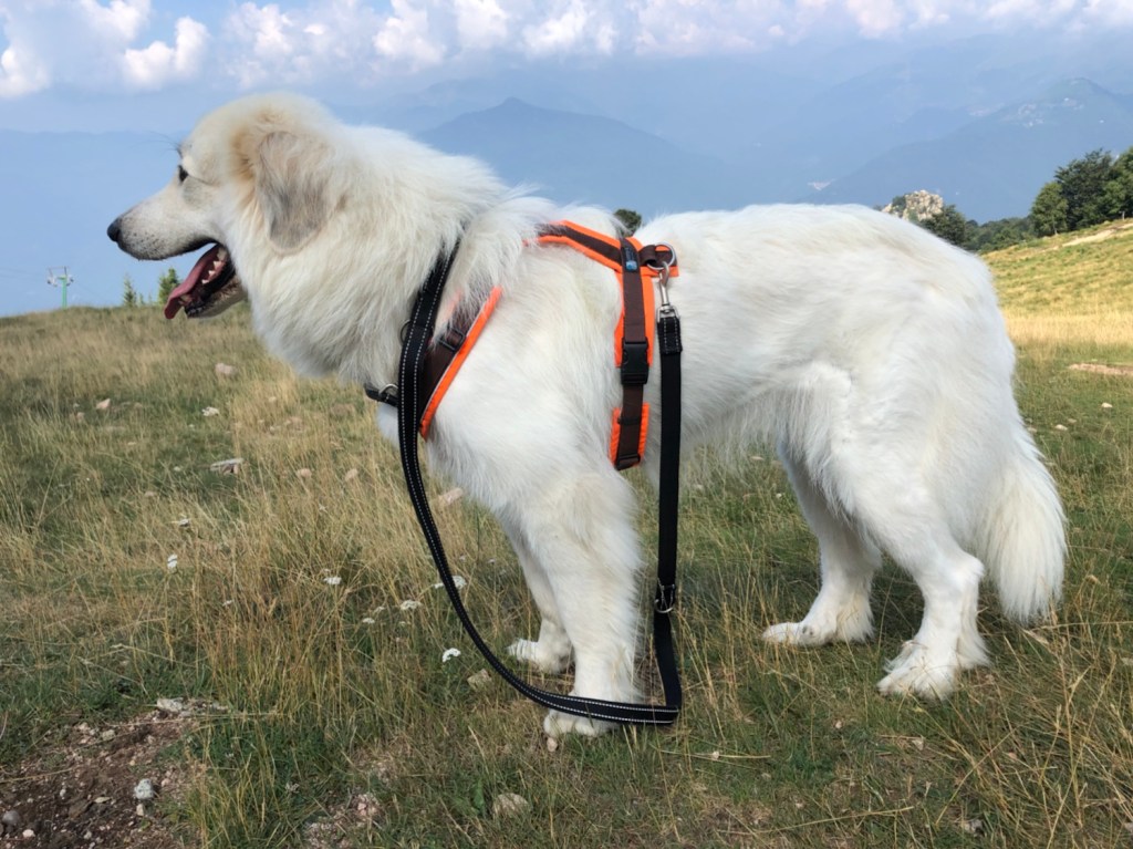 Unsere Pyri in den Bergen