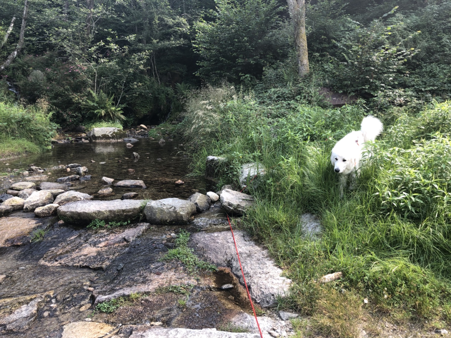 An meinem kleinen Urlaubsbach