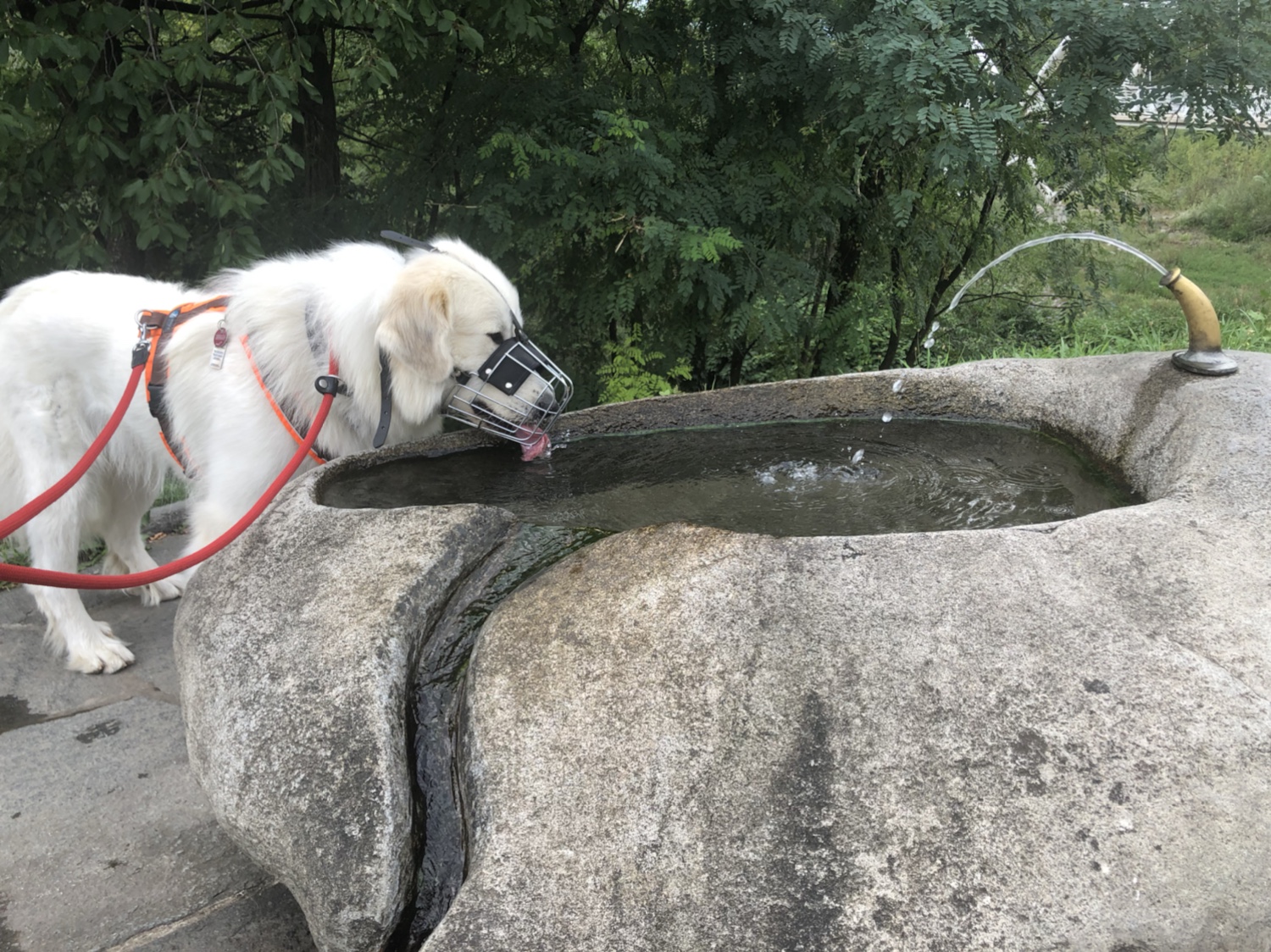 Wasser schleckern geht auch mit Nasenzaun!