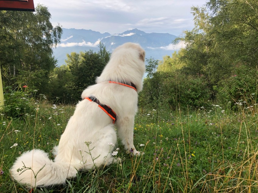 Bella genießt beim Abendspaziergang den Blick über den Lago Maggiore