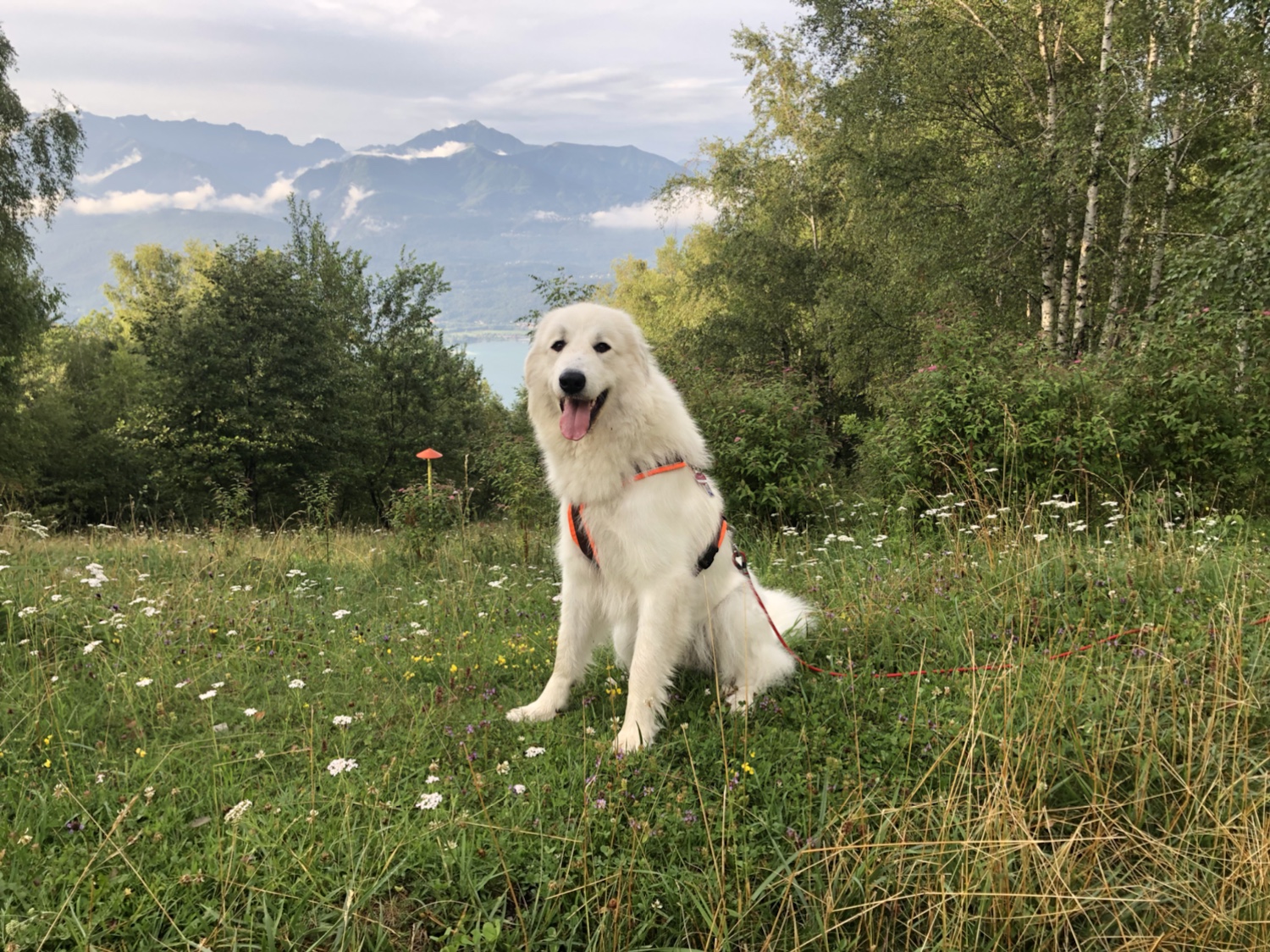 Beim Abendspaziergang – die weltallerliebste Bella!
