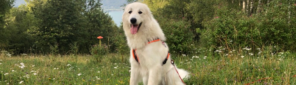 Beim Abendspaziergang – die weltallerliebste Bella!