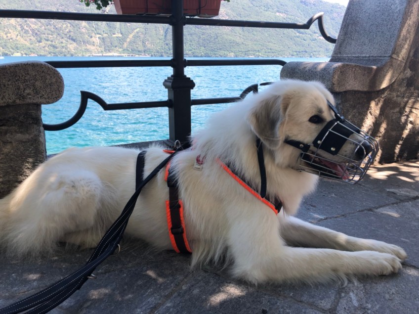 Die Bella am Lago Maggiore in Cannobio – ich bin auch mit Nasenzaun schön!
