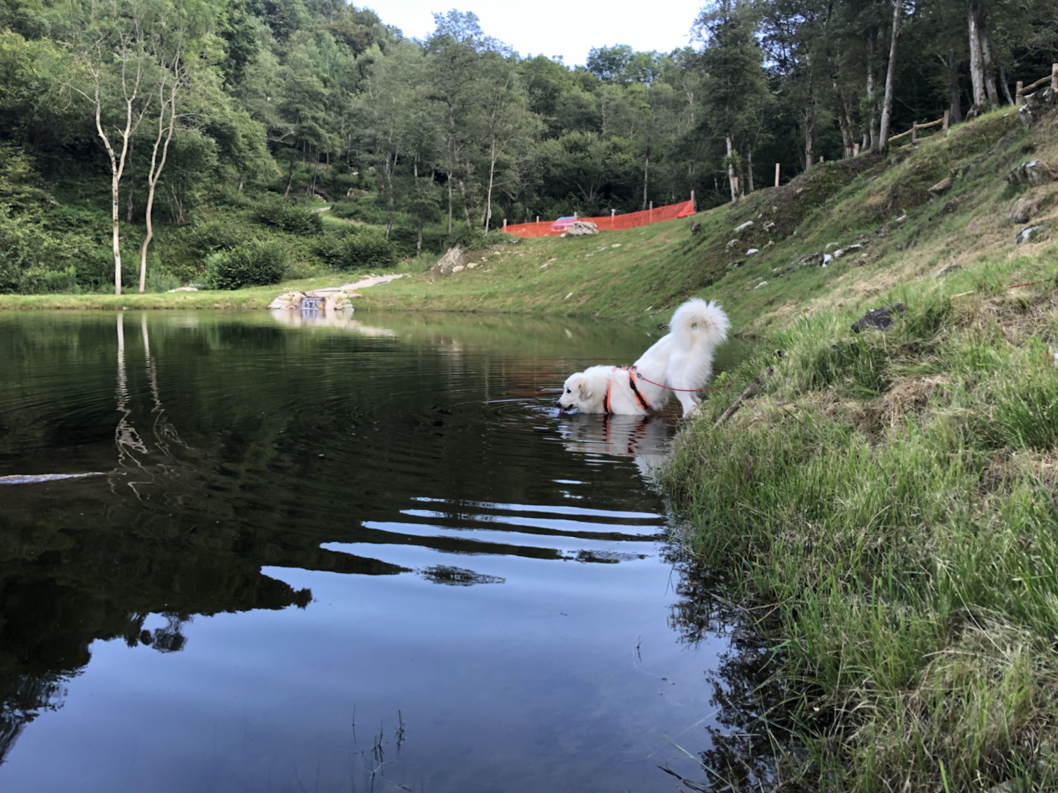Die Bella am Badeteich