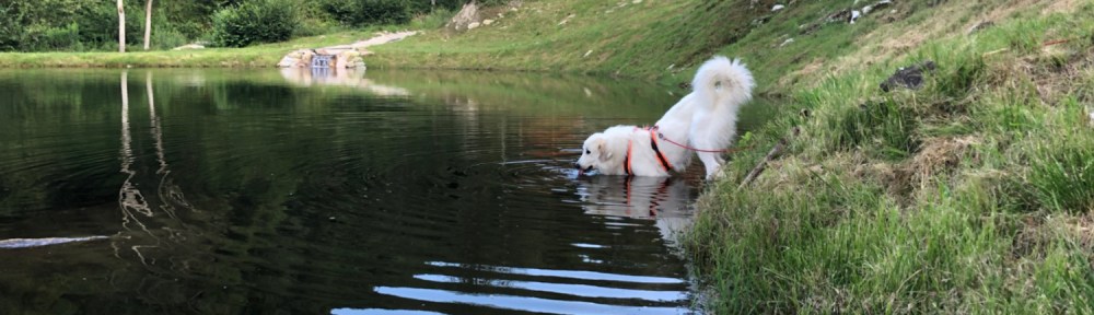 Die Bella am Badeteich