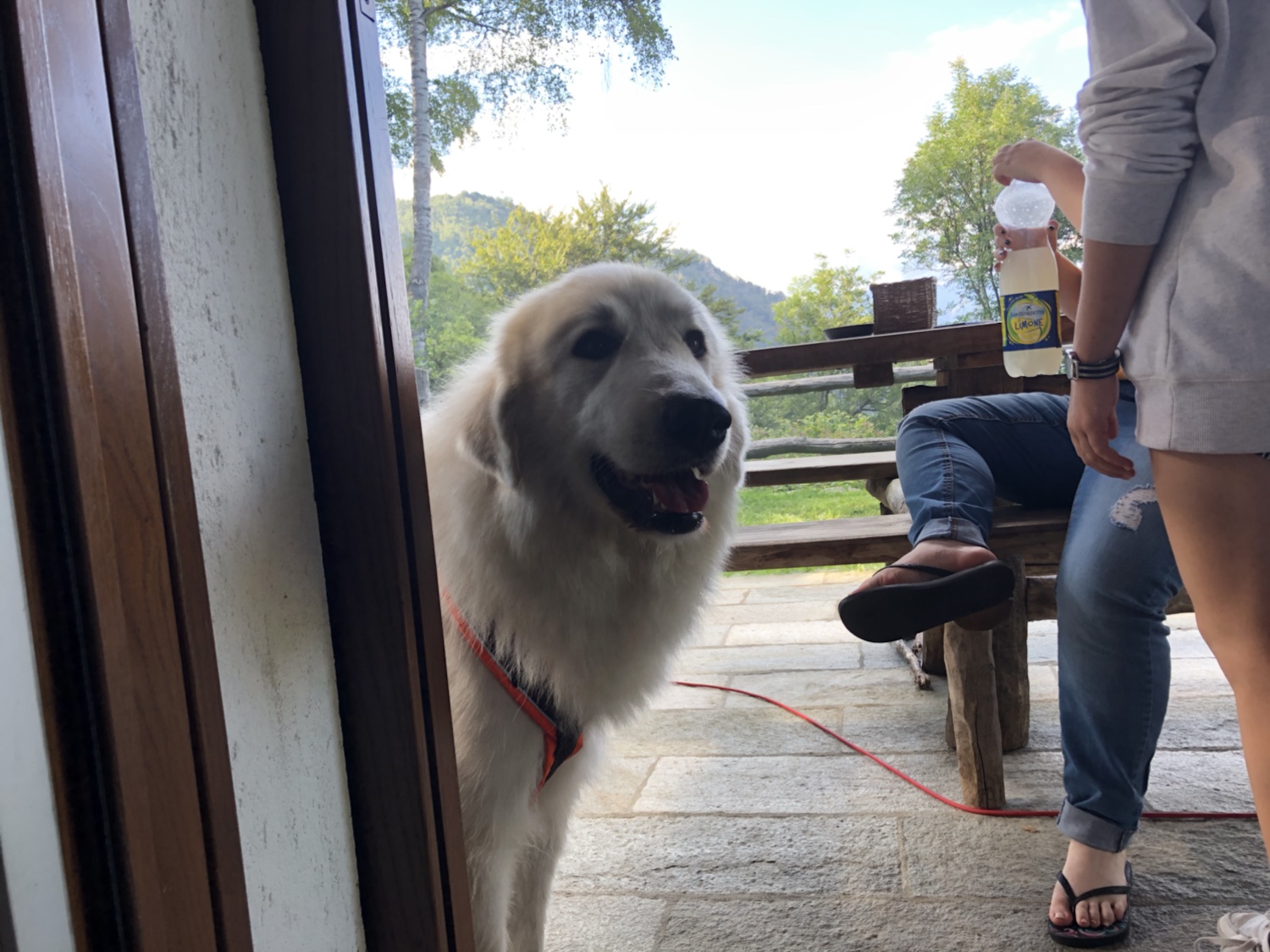 Na los! Grillieren! Bratwurst für die Bella!