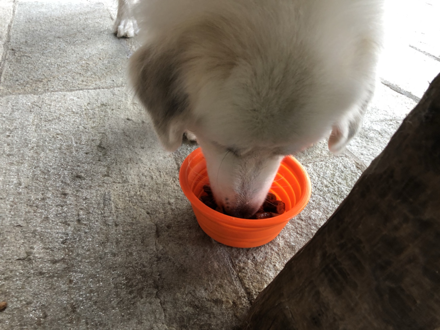 Bratwurst für die Bella