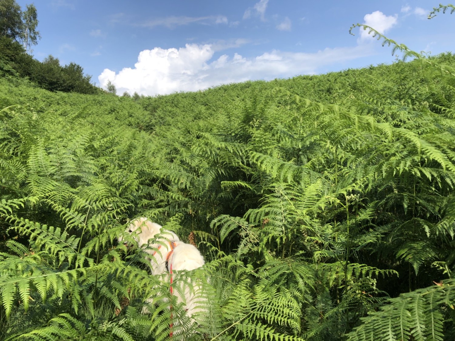 Die Bella im Riesenfarn-Wald