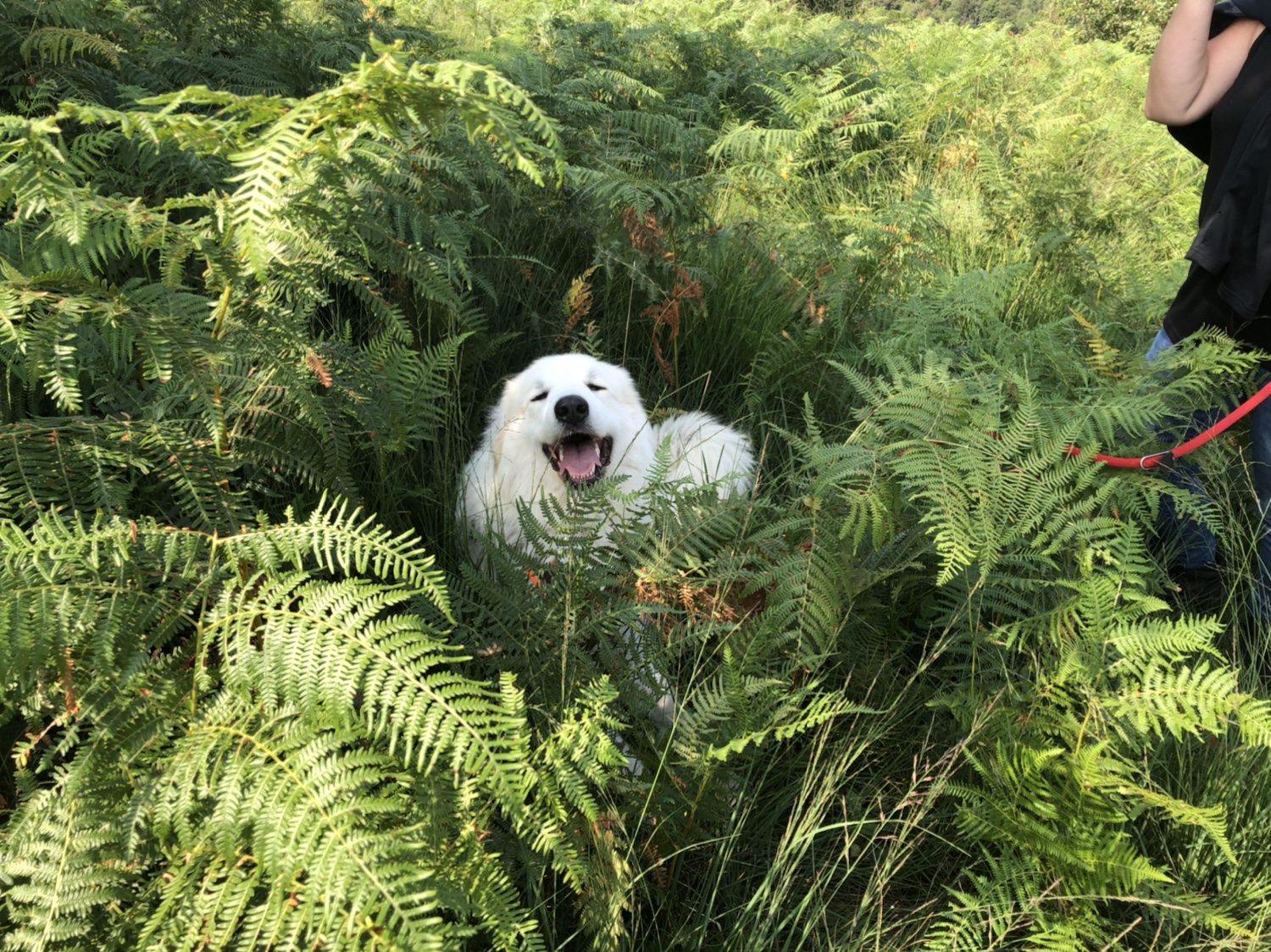 Das gefällt der Pyri