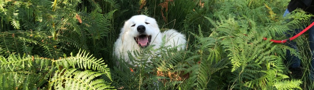 Das gefällt der Pyri