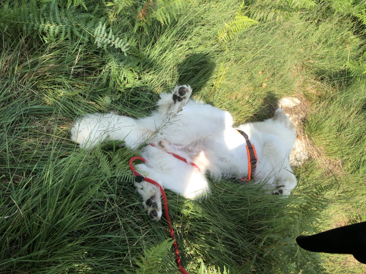 Die Bella hat Spaß im hohen Gras