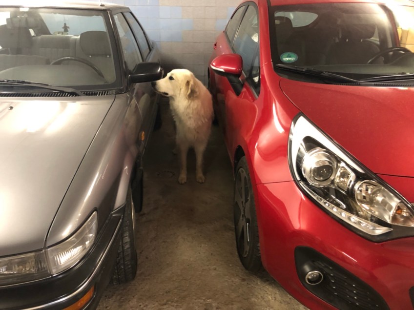 … noch ein Auto angucken.