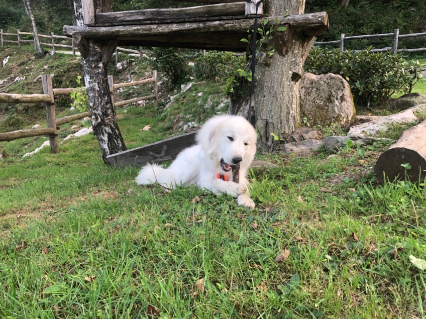 Bella hat zu tun!